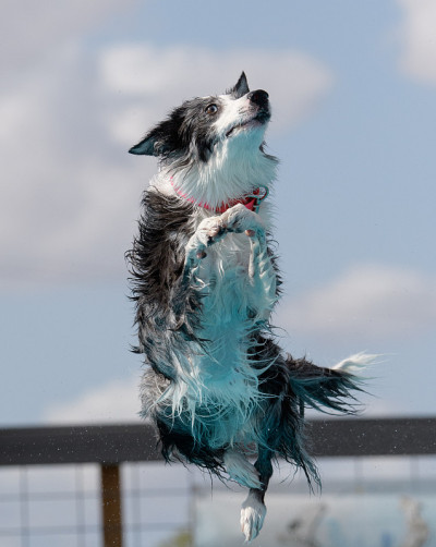 有尾坞的澳大利亚牧羊犬潜水