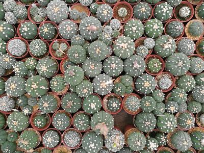 俯视图迷你仙人掌植物在红色花盆在仙人掌农场或星形仙人掌。圆形图案-热带植物背景和美丽的细节-自然背景