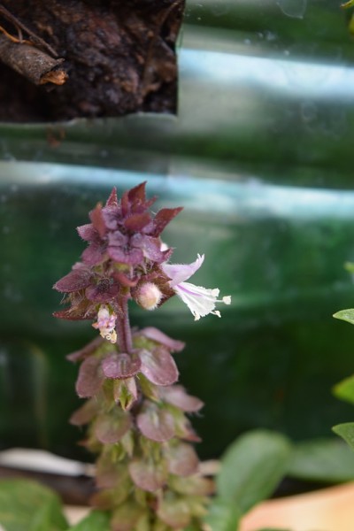 紫花配白花