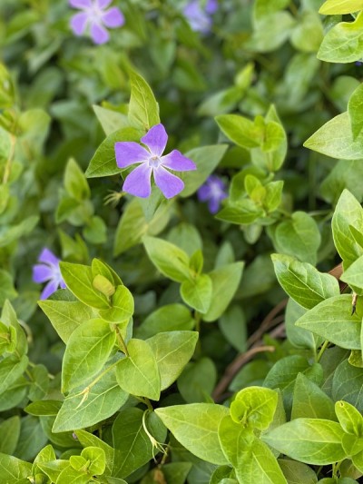 长春花在早春，紫色的花
