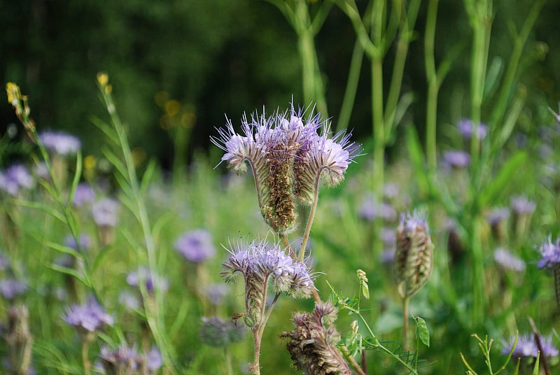 蓝针茅(phacelia tanacetifolia Benth)开花。