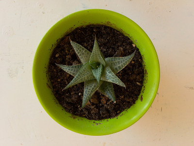 在一个美丽的绿色植物的多肉种植顶视图孤立与拷贝和文本空间