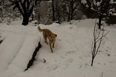 印度狗在大自然的雪地上奔跑和玩耍
