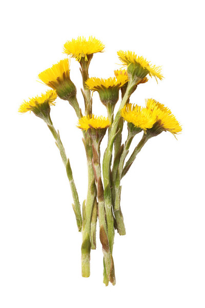 钶钽钽(Tussilago farfara)