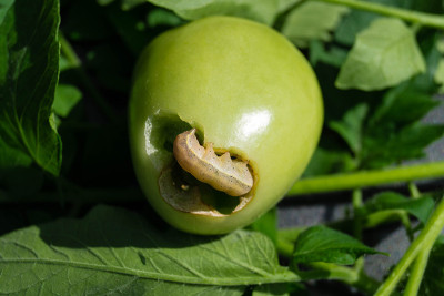 蔬菜园里的害虫
