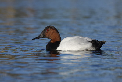Canvasback, Aythya valisin野外