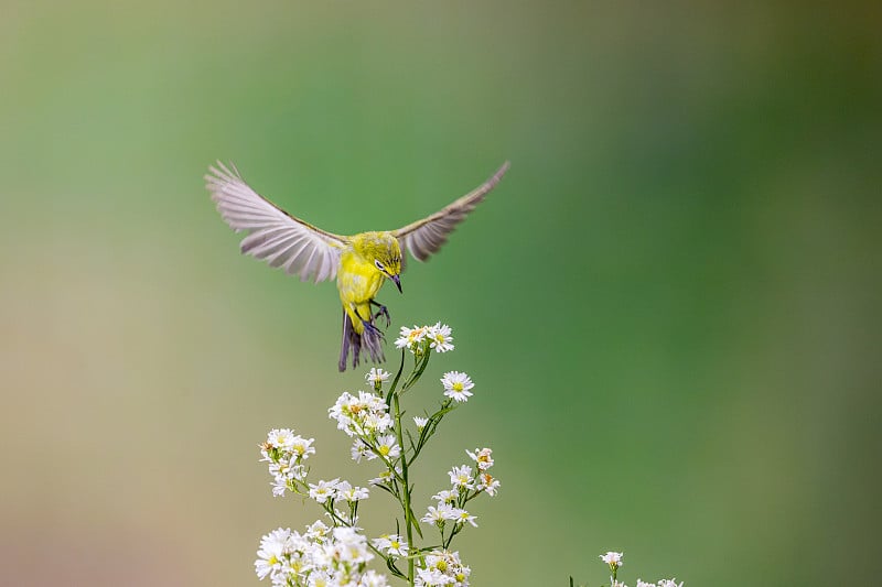 White-eyes7