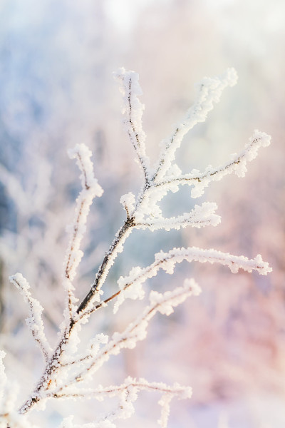 美丽的魔法树枝覆盖着雪