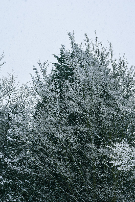 大雪落在常青树的树枝上