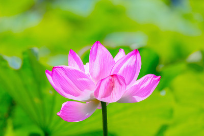 莲花
