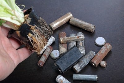 用过的电池和在花盆里生长的绿莴苣。回收废电池。环境保护。地球日。