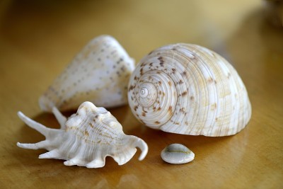 海螺
