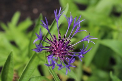 山蓝花。Cyanus Montanus