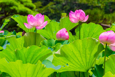 莲花