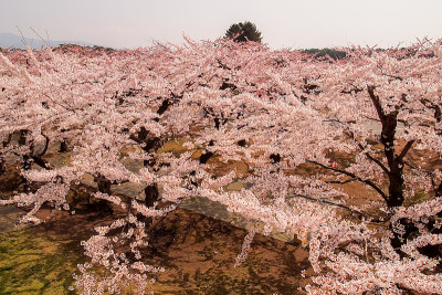 春天，日本北海道函馆五横岭堡盛开的樱花。