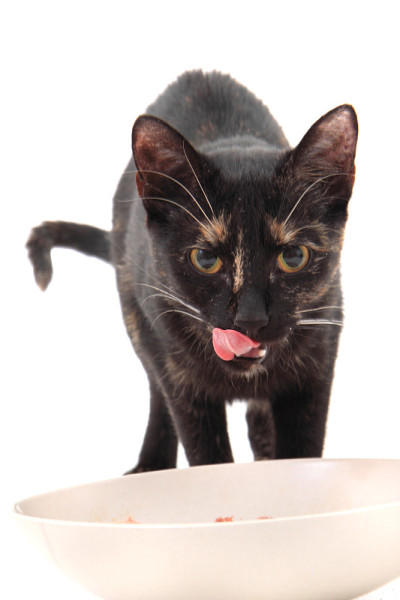 黑猫吃肉