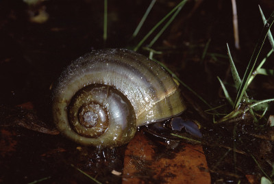 苹果蜗牛(Ampullariidae)
