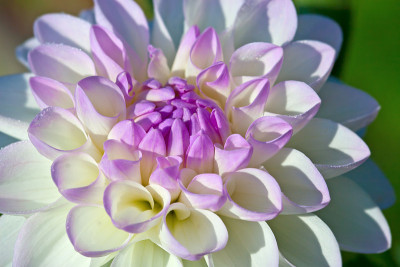 大丽花