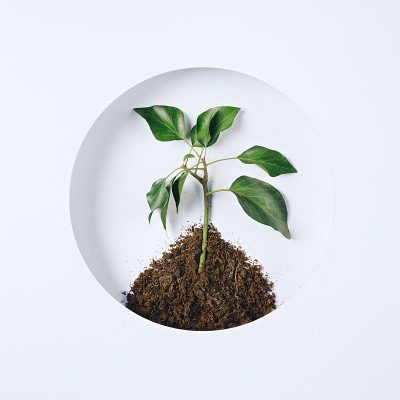 在明亮的土壤上种植幼苗