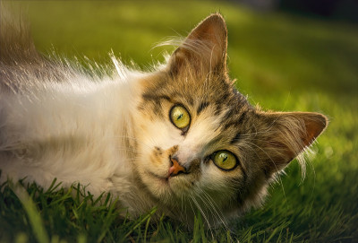 毛茸茸的小花猫在春天早晨阳光明媚的花园里玩耍