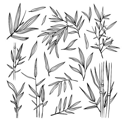 竹黑色轮廓插图。竹叶树集。植物手绘收藏