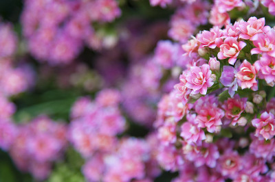 小的花