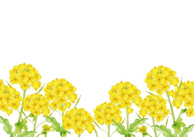 大田油菜花架
