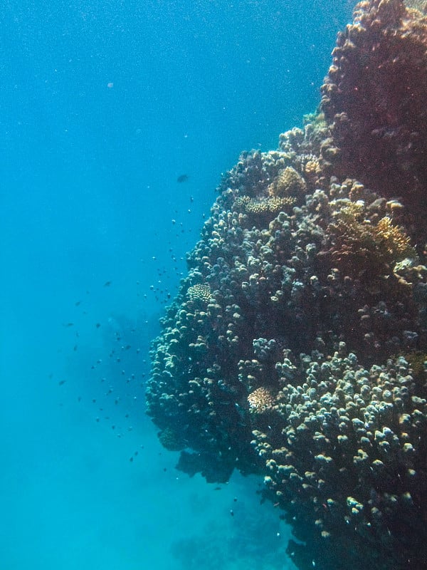 红海珊瑚礁