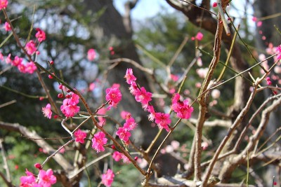 梅/二月的梅节