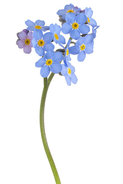 花孤立