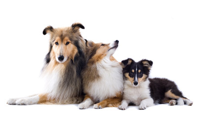 一群设得兰牧羊犬