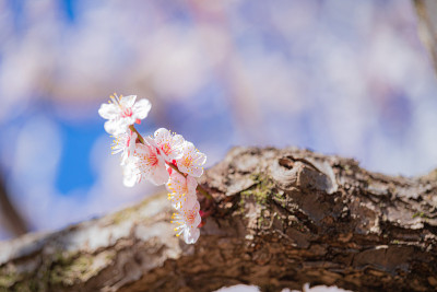 春天花园公园里粉红色的梅花盛开