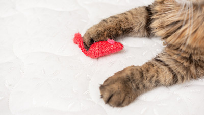 那只猫躺在沙发上玩一个老鼠形状的玩具