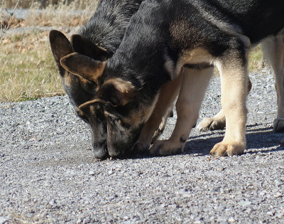 德国牧羊犬的鼻子一起嗅