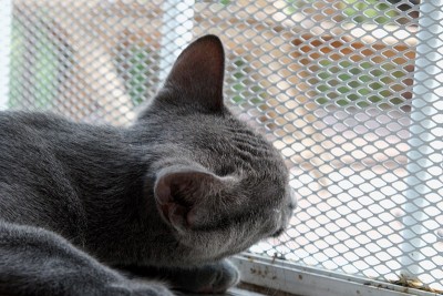 一个灰色的俄罗斯蓝猫的特写。