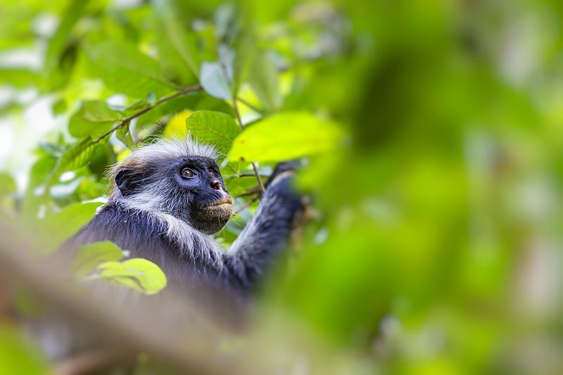 濒临灭绝的桑给巴尔红疣猴(Procolobus kirkii)，桑给巴尔Jozani森林