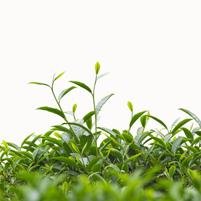 茶叶芽。