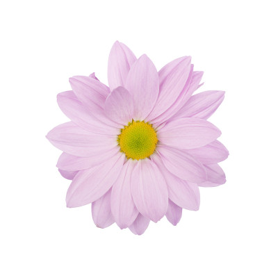 紫丁香、雏菊、洋甘菊或菊花合影。