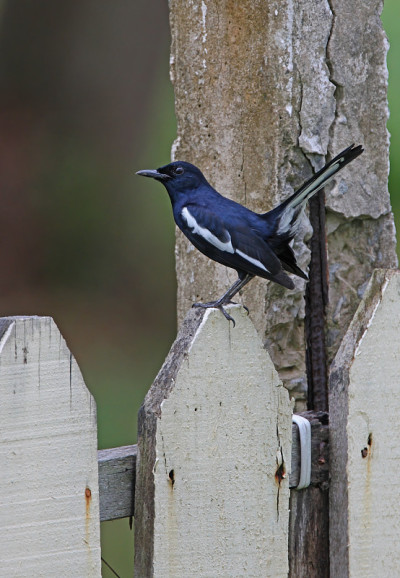 东方Magpie-robin