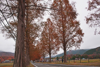 39、水杉林荫路上的秋叶