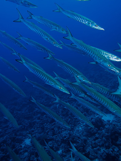 梭鱼(Sphyraena barracuda)。在红海，埃及。