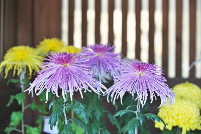 菊花