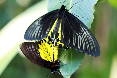 Papilio Palinurus交配