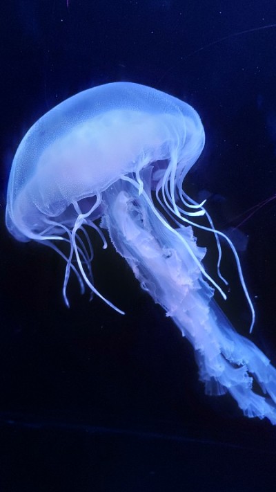 水母