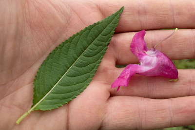 凤仙花，警察头盔植物，鲍比顶