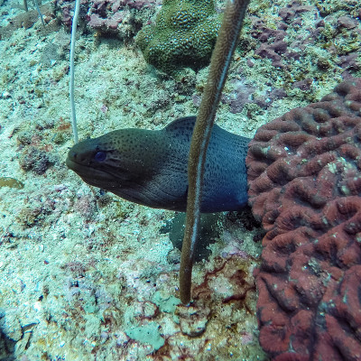 水下的生物