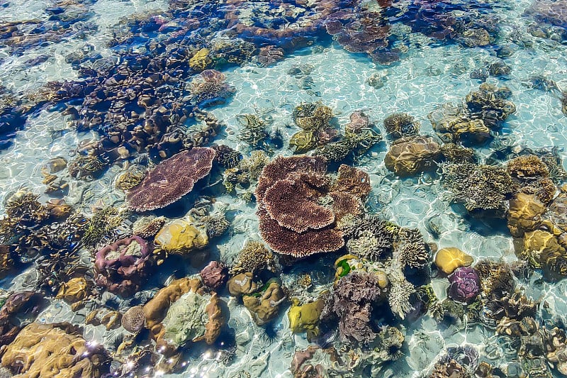 珊瑚礁与水晶海景