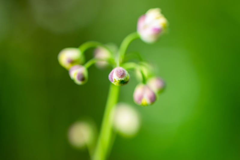 石南花美丽的粉红色花蕾