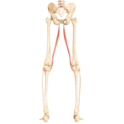 人体肌肉系统腿薄层肌解剖