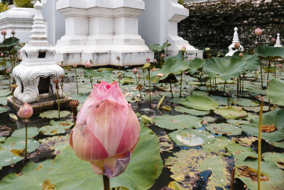 莲花池